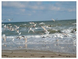 Ferienwohnung Haffkrug Außenaufnahme 13