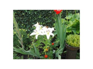 Ferienwohnung Stavenisse Außenaufnahme 26