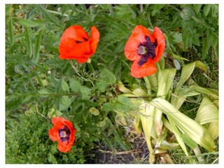 Ferienwohnung Stavenisse Außenaufnahme 27