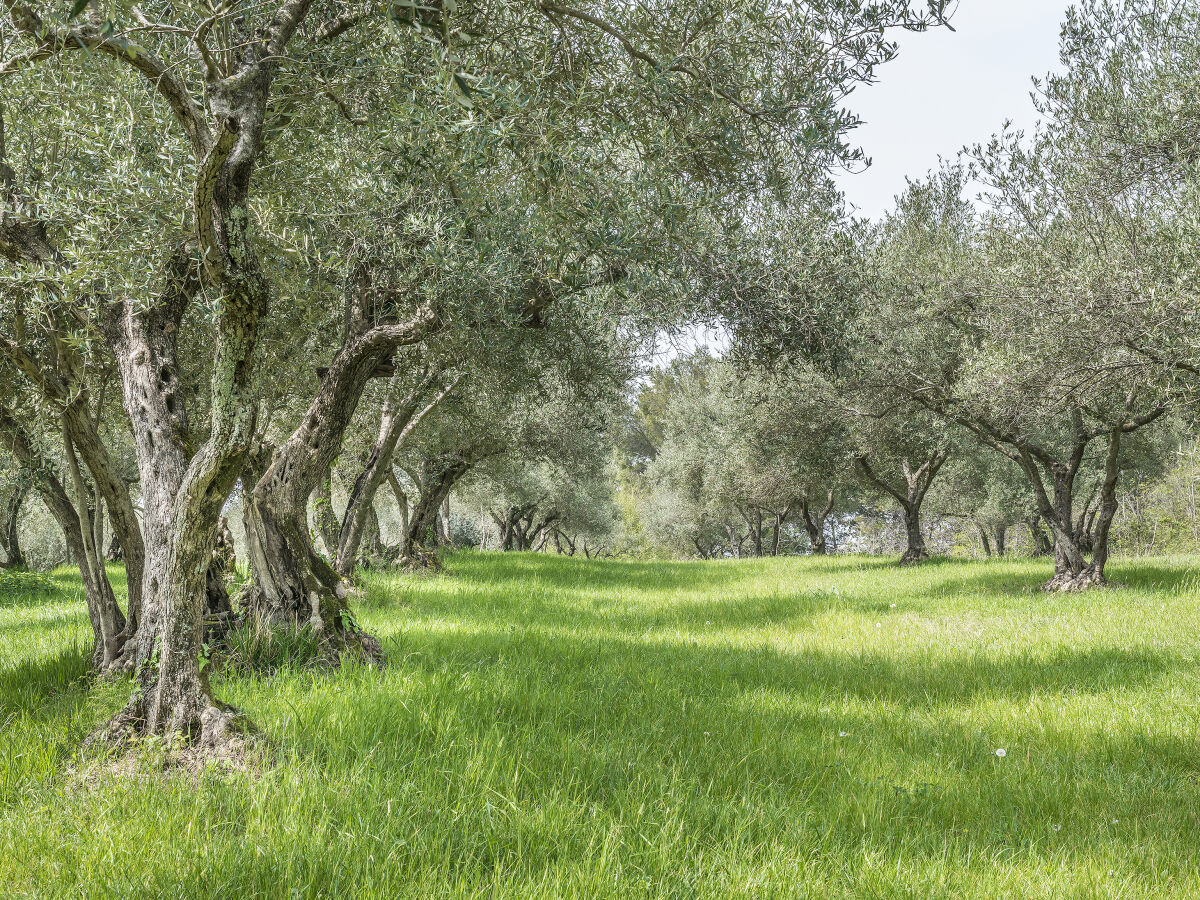 Olivenöl, traditionelles und weit verbreitetes Produkt