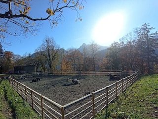 Schlafende Pferde