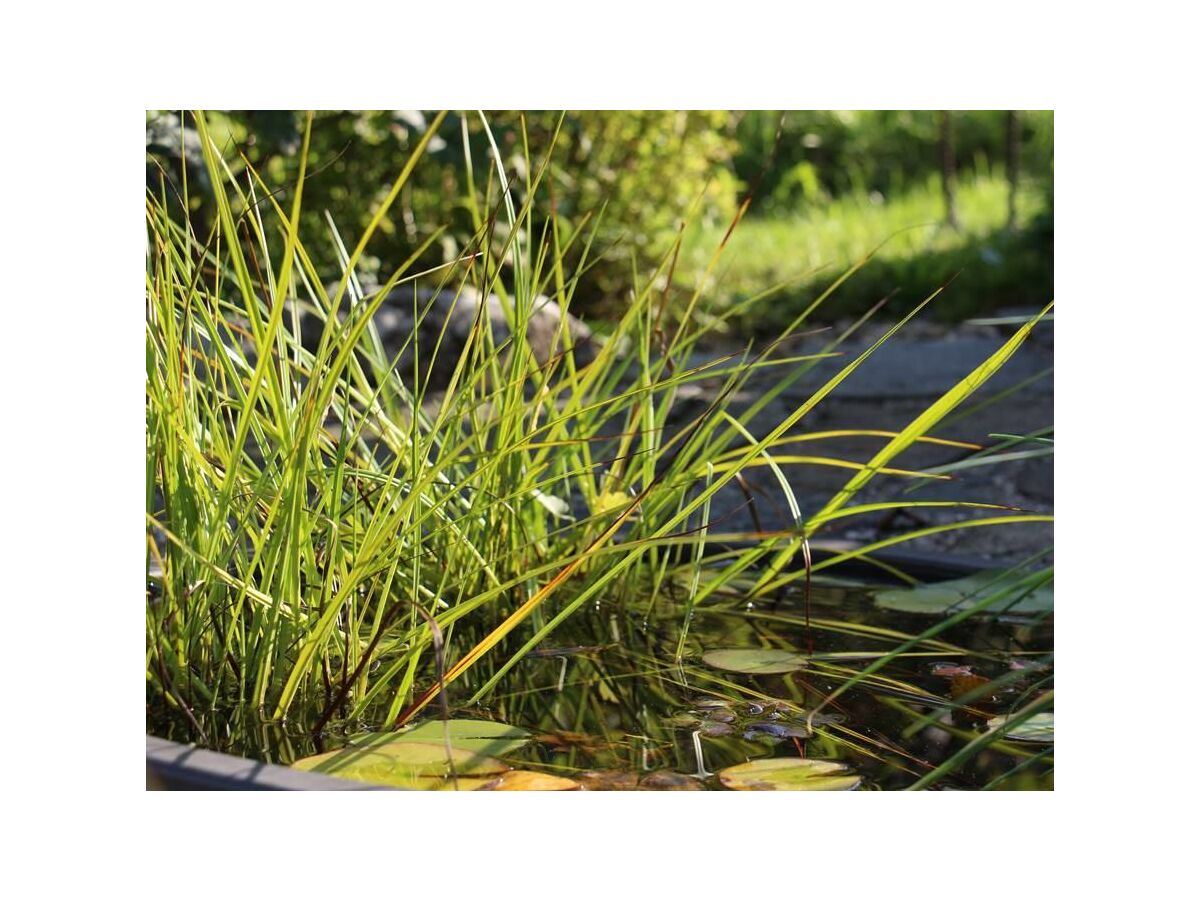 Impression Garten