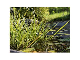 Impression Garten