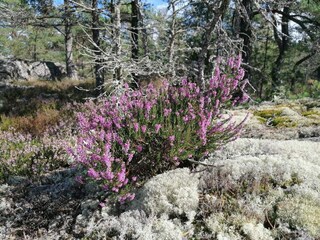 Vakantiehuis Ingarö  5