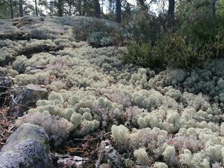 Vakantiehuis Ingarö  19