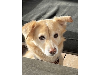 Hunde sind gern gesehen