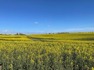 Holiday house Kivik Outdoor Recording 4