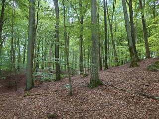 Ferienhaus Kivik  19