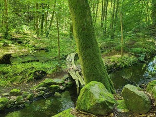 Ferienhaus Kivik  36