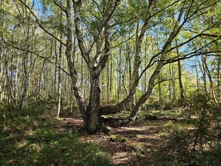 Vakantiehuis Göteborg  29