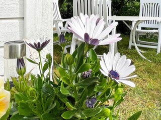 Vakantiehuis Falkvik Buitenaudio-opname 3