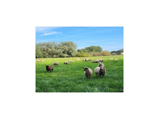 Holiday house Wiek Environment 29