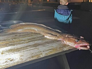 Vakantiehuis Tysnes  25