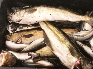 Vakantiehuis Welt  19