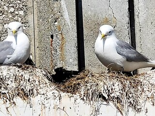 Vakantiehuis Bud  42