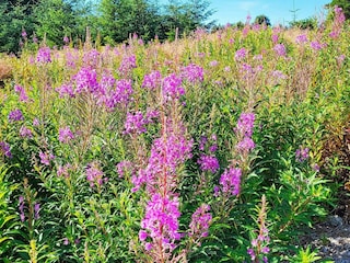 Holiday house Bøvågen Outdoor Recording 2