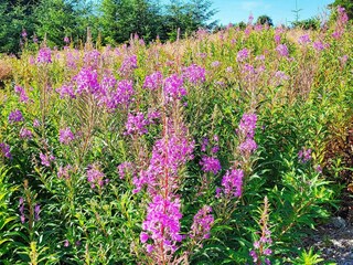 Holiday house Bøvågen Outdoor Recording 9