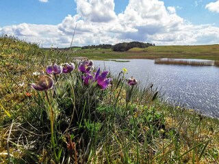 Maison de vacances Gedsted  36