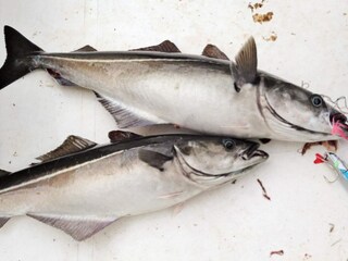 Holiday house Tornes  82