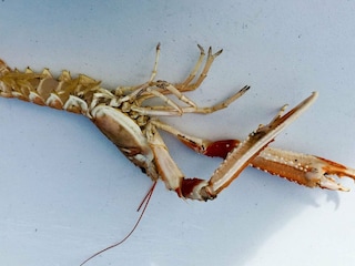 Holiday house Tornes  70