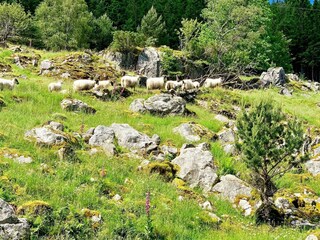 Holiday house Auklandshamn Outdoor Recording 15