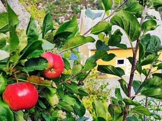 Ferienhaus Urangsvåg  81