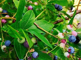 Holiday house Urangsvåg  47