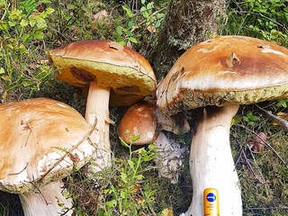 Ferienhaus Auklandshamn  19