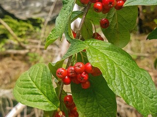 Vakantiehuis Auklandshamn  29