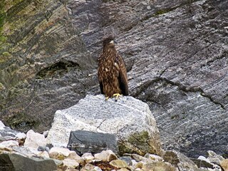 Appartement Eresfjord  18