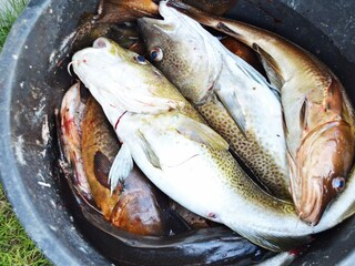 Vakantiehuis Sandøy  46