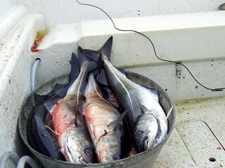 Casa de vacaciones Vestvågøy  18