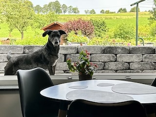 Hunde sind Herzlich Willkommen