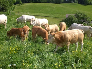 Appartamento per vacanze Frastanz Ambiente 13