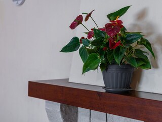 Apartment Kastav Features 15