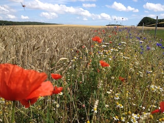 Direkt angrenzende Natur von Zudar