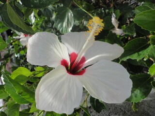 flower of hibiscus