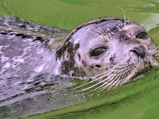 Casa de vacaciones Kamperland Entorno 20