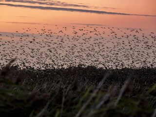 Ferienhaus Kongsmark  7