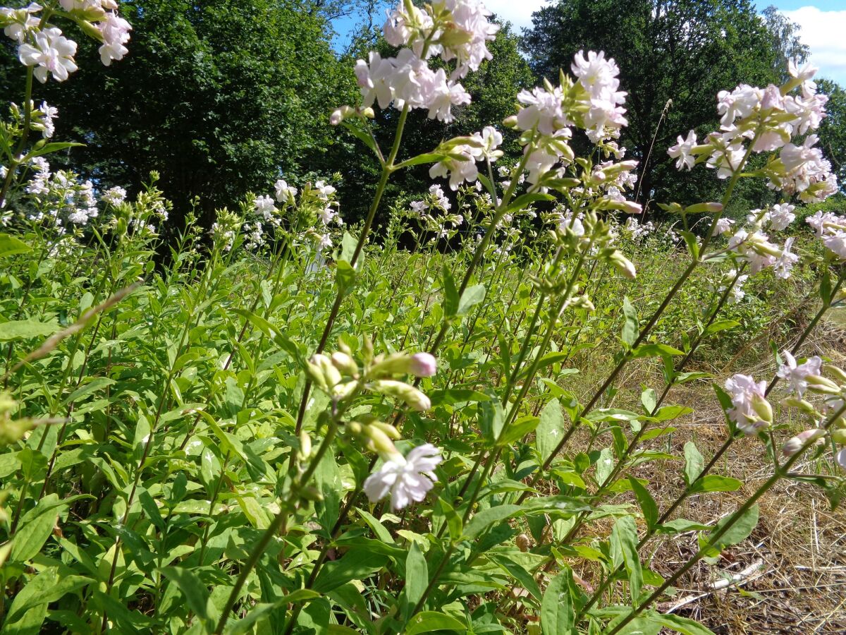 Blumen und Schmetterlinge im Garten