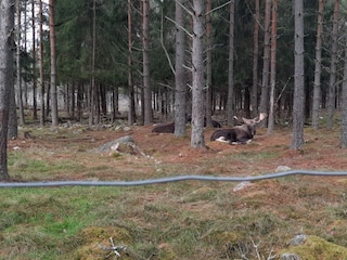 In the moose park