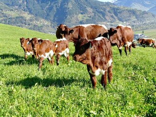 Cottage Kaprun Environment 37