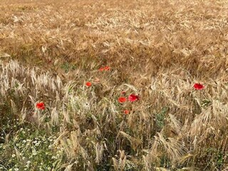 Villa Venray Omgeving 19