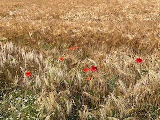 Villa Venray Umgebung 34