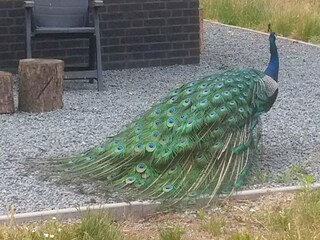 Vakantiehuis Zelhem Omgeving 19