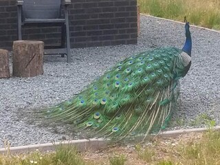 Maison de vacances Zelhem Environnement 38