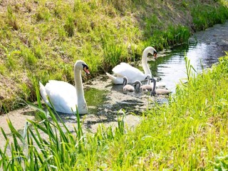 Maison de vacances Zelhem Environnement 37
