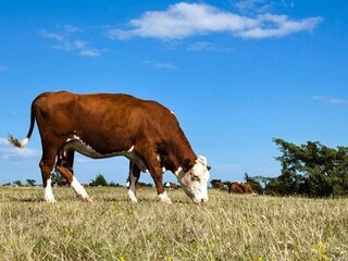 Vakantiehuis Borgholm  5