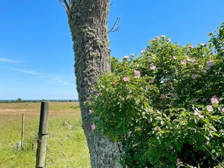 Vakantiehuis Borgholm  18