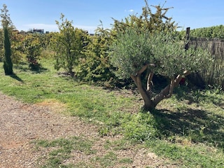 Ferienhaus Pouzols Minervois Außenaufnahme 7